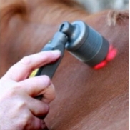 cold laser being used on a horse