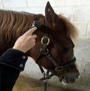 horses head with the cold laser being placed on a horses withers