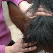 shiatsu treatment around horses head and ear