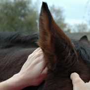 examining horses ear