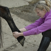 colour image of Kate flexing a horses leg