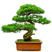 Whole image of a small bonsi tree