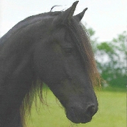 black horses head side profile