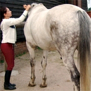 someone treating a grey horse